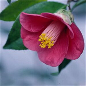 \̔ d炫 O͉_ 9cm|bg  ΂ coL  ؂  Ԗ akq 2{ȍ~