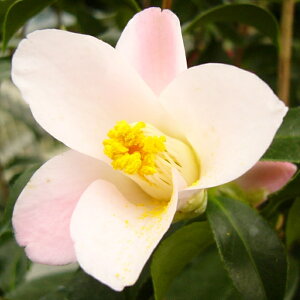 \̔ d炫 ̉ 9cm|bg  ΂ coL  ؂  Ԗ akq 2{ȍ~