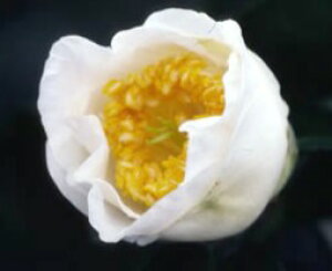 \̔ d炫 Ζ{ 9cm|bg  ΂ coL  ؂  Ԗ akq 2{ȍ~