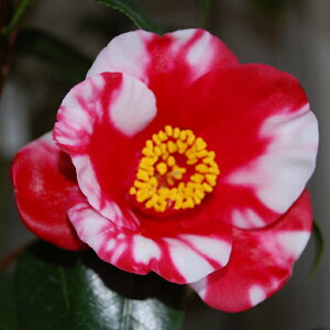 \̔ d炫 gl 9cm|bg  ΂ coL  ؂  Ԗ akq 2{ȍ~