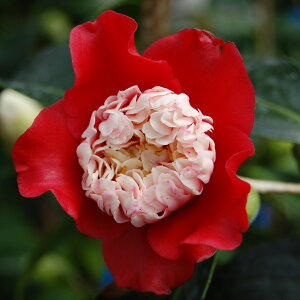 \̔ d炫 m 9cm|bg  ΂ coL  ؂  Ԗ akq 2{ȍ~