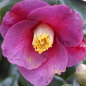 \̔ d炫 TS 9cm|bg  ΂ coL  ؂  Ԗ akq 2{ȍ~