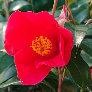 \̔ d炫 ̗_ 9cm|bg  ΂ coL  ؂  Ԗ akq 2{ȍ~