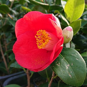 \̔ d炫 g 9cm|bg  ΂ coL  ؂  Ԗ akq 2{ȍ~