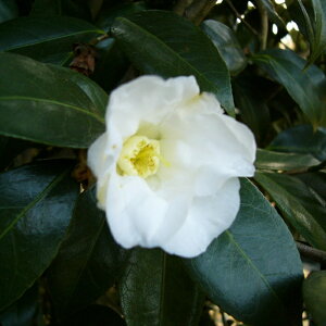 \̔ ̏ ̏ 9cm|bg  ΂ coL  ؂  Ԗ akq 2{ȍ~