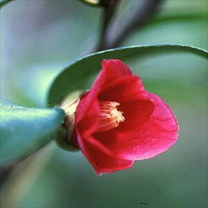 \̔ ̏ q̏ 9cm|bg  ΂ coL  ؂  Ԗ akq 2{ȍ~