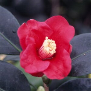 \̔ ̏ 鍁̏ 9cm|bg  ΂ coL  ؂  Ԗ akq 2{ȍ~