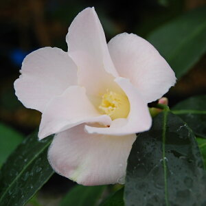 \̔ ̏ ̏ 9cm|bg  ΂ coL  ؂  Ԗ akq 2{ȍ~