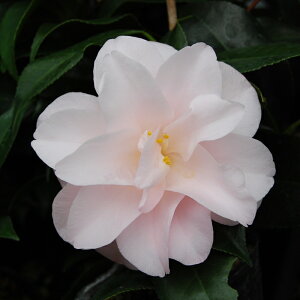 \̔ d炫 H 9cm|bg  ΂ coL  ؂  Ԗ akq 2{ȍ~