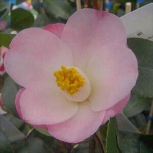 \̔ d炫 Y 9cm|bg  ΂ coL  ؂  Ԗ akq 2{ȍ~