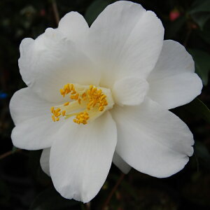 \̔ d炫 s 9cm|bg  ΂ coL  ؂  Ԗ akq 2{ȍ~