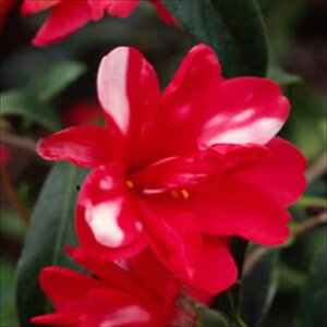 \̔ d炫 E 9cm|bg  ΂ coL  ؂  Ԗ akq 2{ȍ~