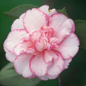 \̔ d炫 𒆉 9cm|bg  ΂ coL  ؂  Ԗ akq 2{ȍ~