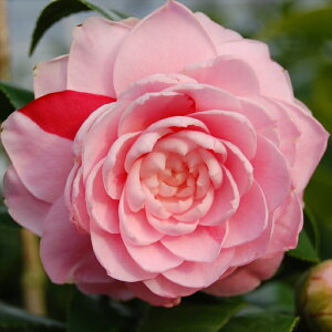 \̔ d炫 Ði 9cm|bg  ΂ coL  ؂  Ԗ akq 2{ȍ~