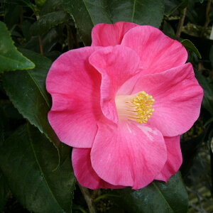 \̔ d炫 g 9cm|bg  ΂ coL  ؂  Ԗ akq 2{ȍ~