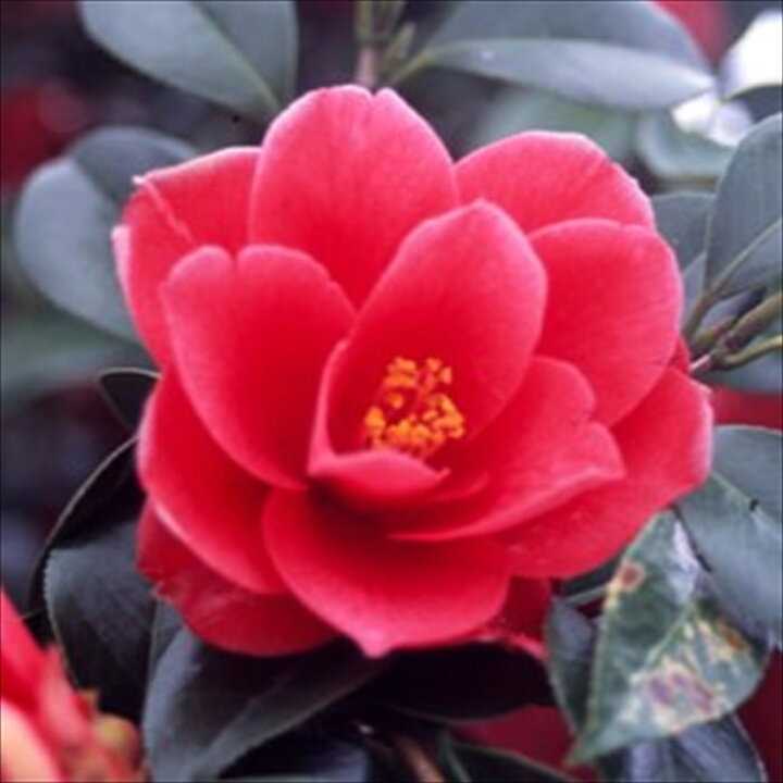 楽天市場 予約販売 八重咲き椿 赤春の台 9cmポット 椿 つばき ツバキ 生け花 切り花 庭木 Aks 2月下旬以降発送 フラワーネット 日本花キ流通