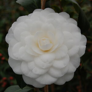 \̔ d炫 Tc} 9cm|bg  ΂ coL  ؂  Ԗ akq 2{ȍ~