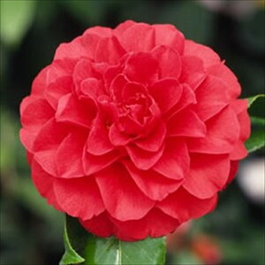 \̔ d炫 Tc}g 9cm|bg  ΂ coL  ؂  Ԗ akq 2{ȍ~