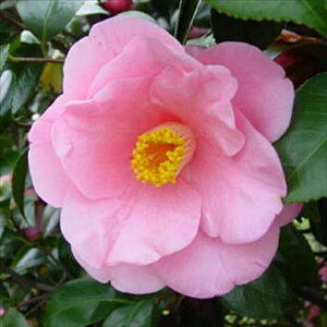 \̔ d炫  9cm|bg  ΂ coL  ؂  Ԗ akq 2{ȍ~