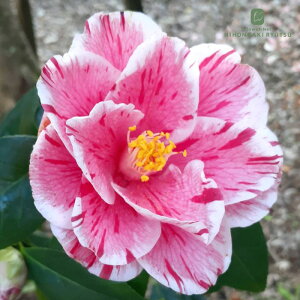 \̔ d炫 ֏t̑ 9cm|bg  ΂ coL  ؂  Ԗ akq 2{ȍ~