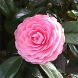 \̔ d炫  9cm|bg  ΂ coL  ؂  Ԗ akq 2{ȍ~