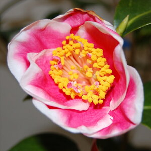 \̔ d炫 zVy 9cm|bg  ΂ coL  ؂  Ԗ akq 2{ȍ~