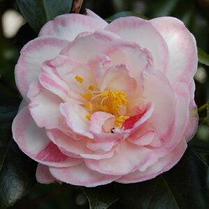 \̔ d炫 z̗l 9cm|bg  ΂ coL  ؂  Ԗ akq 2{ȍ~