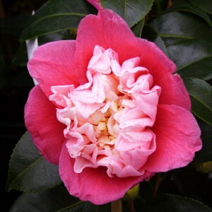 \̔ d炫 lm 9cm|bg  ΂ coL  ؂  Ԗ akq 2{ȍ~