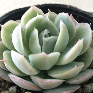 A hmGPxA S[f[Y A GPxA 6cm|bg