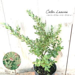 lCeBuu[x[ veB 7.5cm|bg J[[t ʎc c  c ʎ