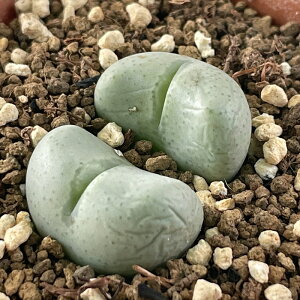 A asRmtBc  A 6cm|bg Z