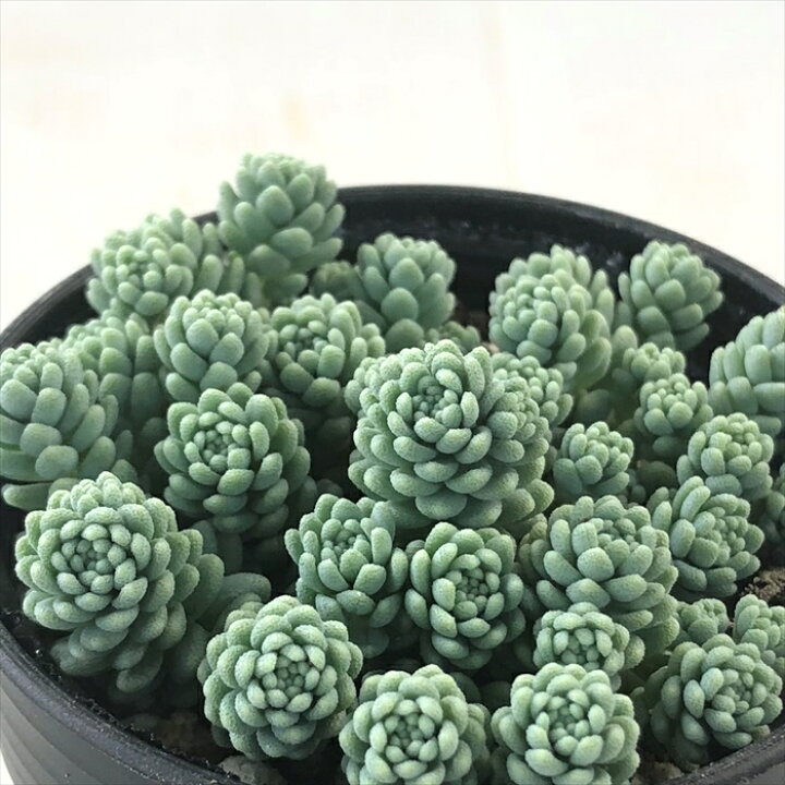 楽天市場】多肉植物 hmセダム マジョール 多肉植物 セダム 6cmポット 