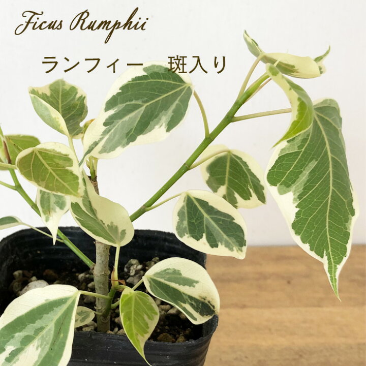 楽天市場】観葉植物 フィカス ランフィー 斑入り 9cmポット ルンフィー 