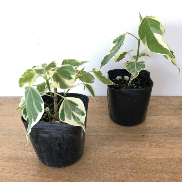 楽天市場】観葉植物 フィカス ランフィー 斑入り 9cmポット ルンフィー 