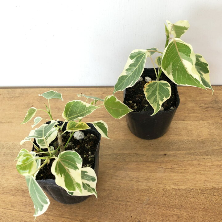 楽天市場】観葉植物 フィカス ランフィー 斑入り 9cmポット ルンフィー 