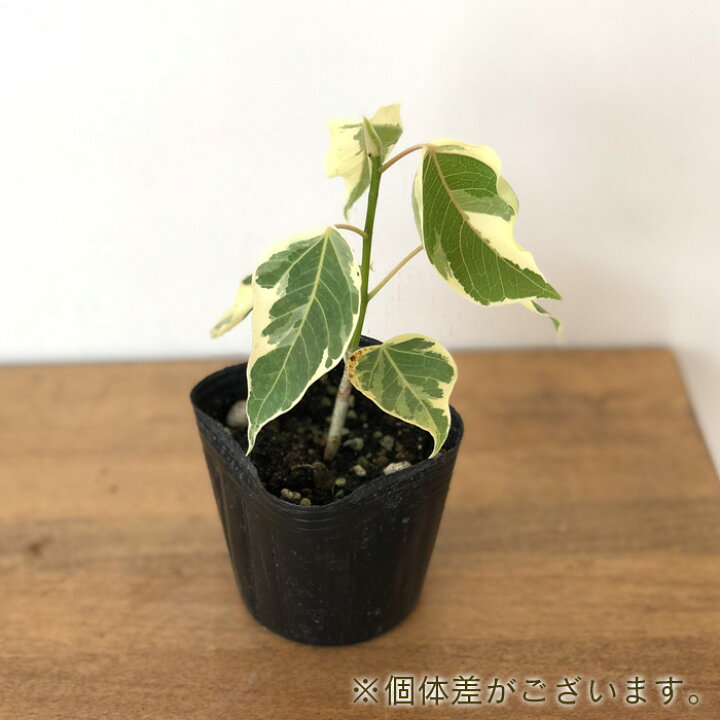 楽天市場】観葉植物 フィカス ランフィー 斑入り 9cmポット ルンフィー 