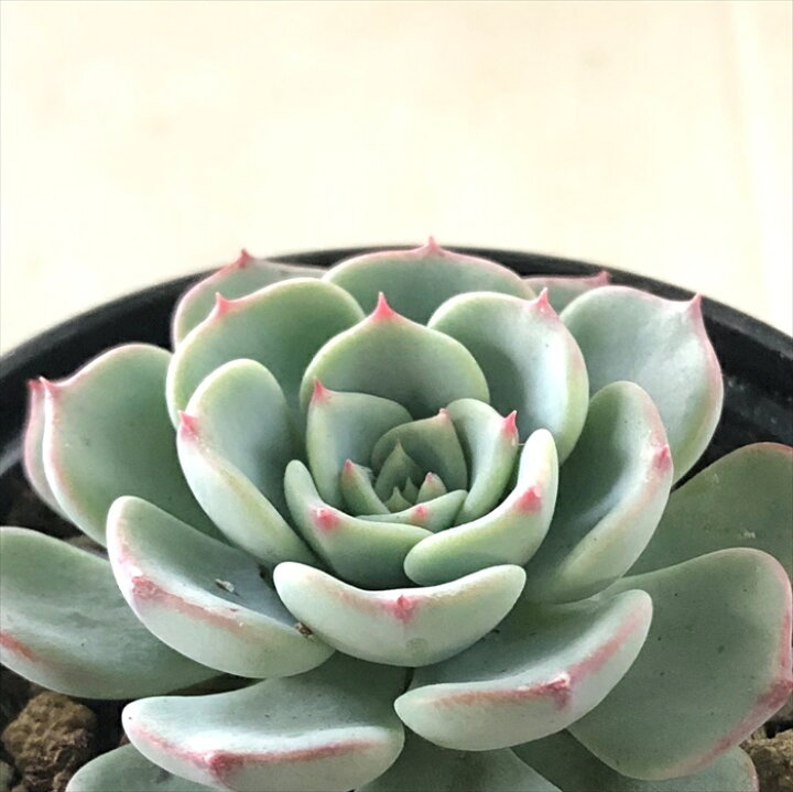楽天市場】多肉植物 hmエケベリア モンブラン 多肉植物 エケベリア 6cm 