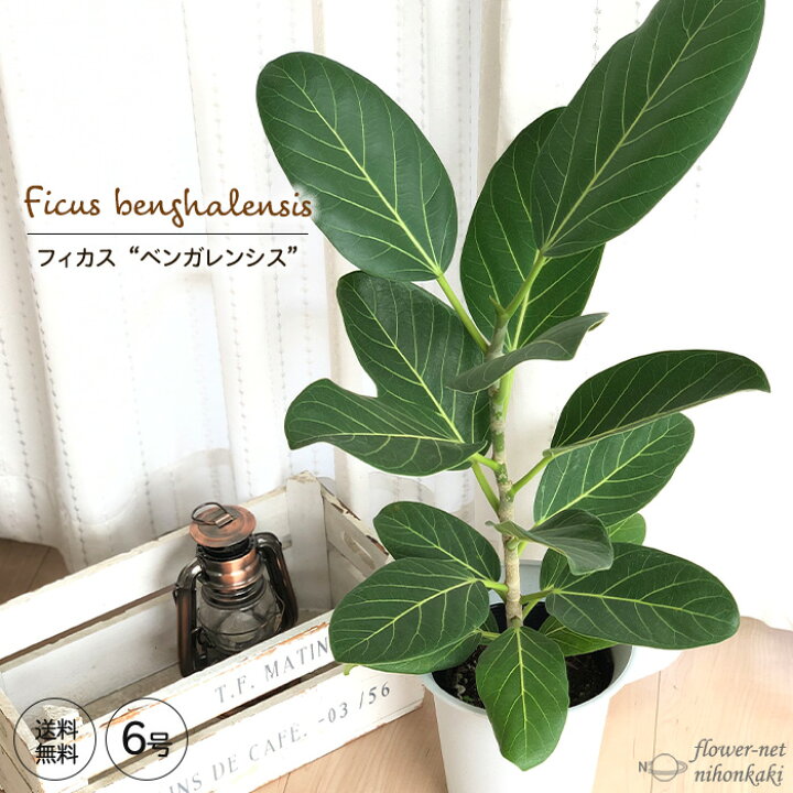 楽天市場 フィカス ベンガレンシス 6号鉢 送料無料 観葉植物 苗 インテリア おしゃれ ゴムの木 フラワーネット 日本花キ流通