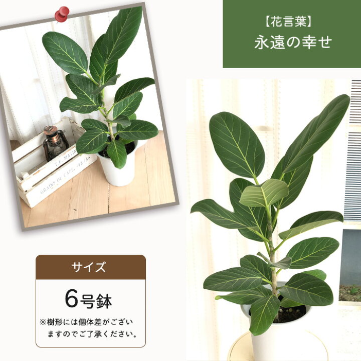 楽天市場 フィカス ベンガレンシス 6号鉢 送料無料 観葉植物 苗 インテリア おしゃれ ゴムの木 フラワーネット 日本花キ流通