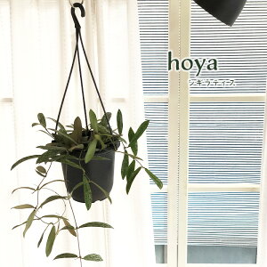 ϗtA z VMeBX 4 ݂蔫 ݂艺 nMO  ϗtA  蕨 v[g CeA  grb