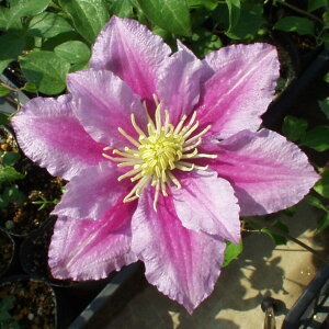 予約販売 クレマチス 苗 ピール ジャックマニー系 落合さんのクレマチス 2年生苗 10.5cmポット ochi 3月上旬以降発送