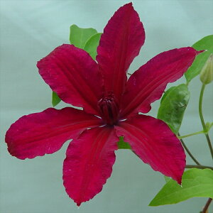 予約販売 クレマチス 苗 ルーテル ジャックマニー系 落合さんのクレマチス 2年生苗 10.5cmポット ochi 3月上旬以降発送