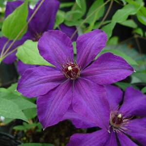 \̔ N}`X c P kMm[Tn ̃N}`X 2Nc 10.5cm|bg ochi 3{ȍ~