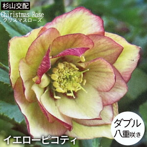\̔ NX}X[Yc _u CG[sReB Rz 9cm|bg h K[fjO sgy 9{ȍ~