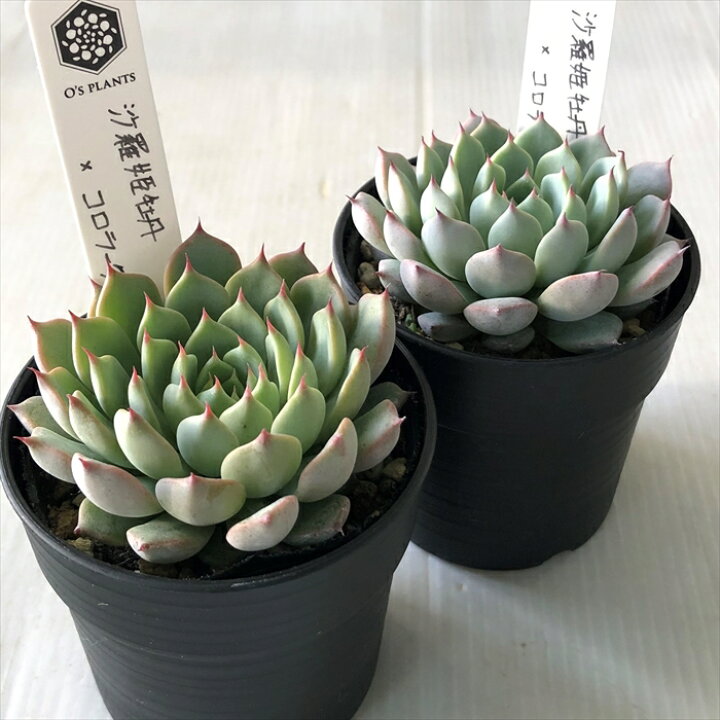 楽天市場】多肉植物 O