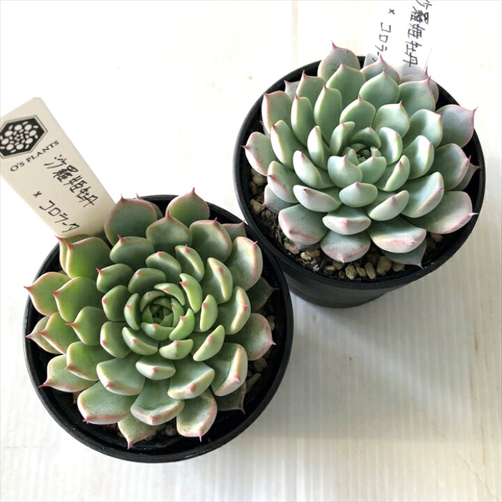 楽天市場】多肉植物 O