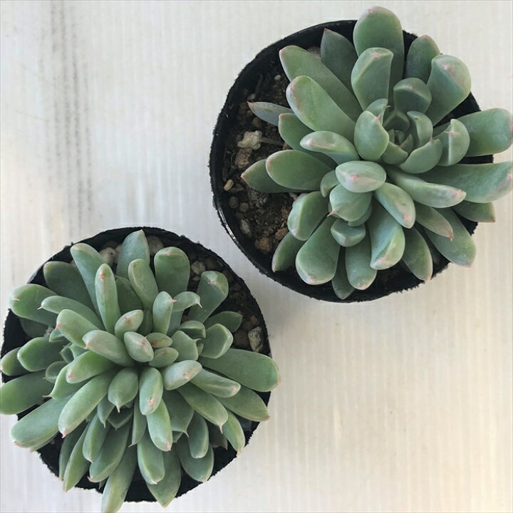 楽天市場 多肉植物 Hmエケベリア 月迫のバラ 多肉植物 エケベリア 6cmポット フラワーネット 日本花キ流通