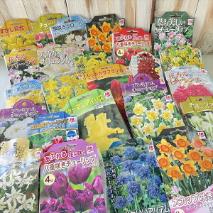 낢닅 `[bv qAVX  XJ SȂ 10܃Zbg 