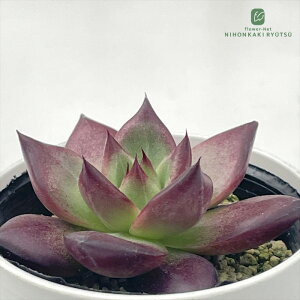 A hmGPxA bhW A GPxA 6cm|bg