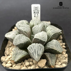 A pnwnI`A r[h× 0930-025 IWi A Plantfs Work vc[Nc i̔  nI`A 10.5cm|bg